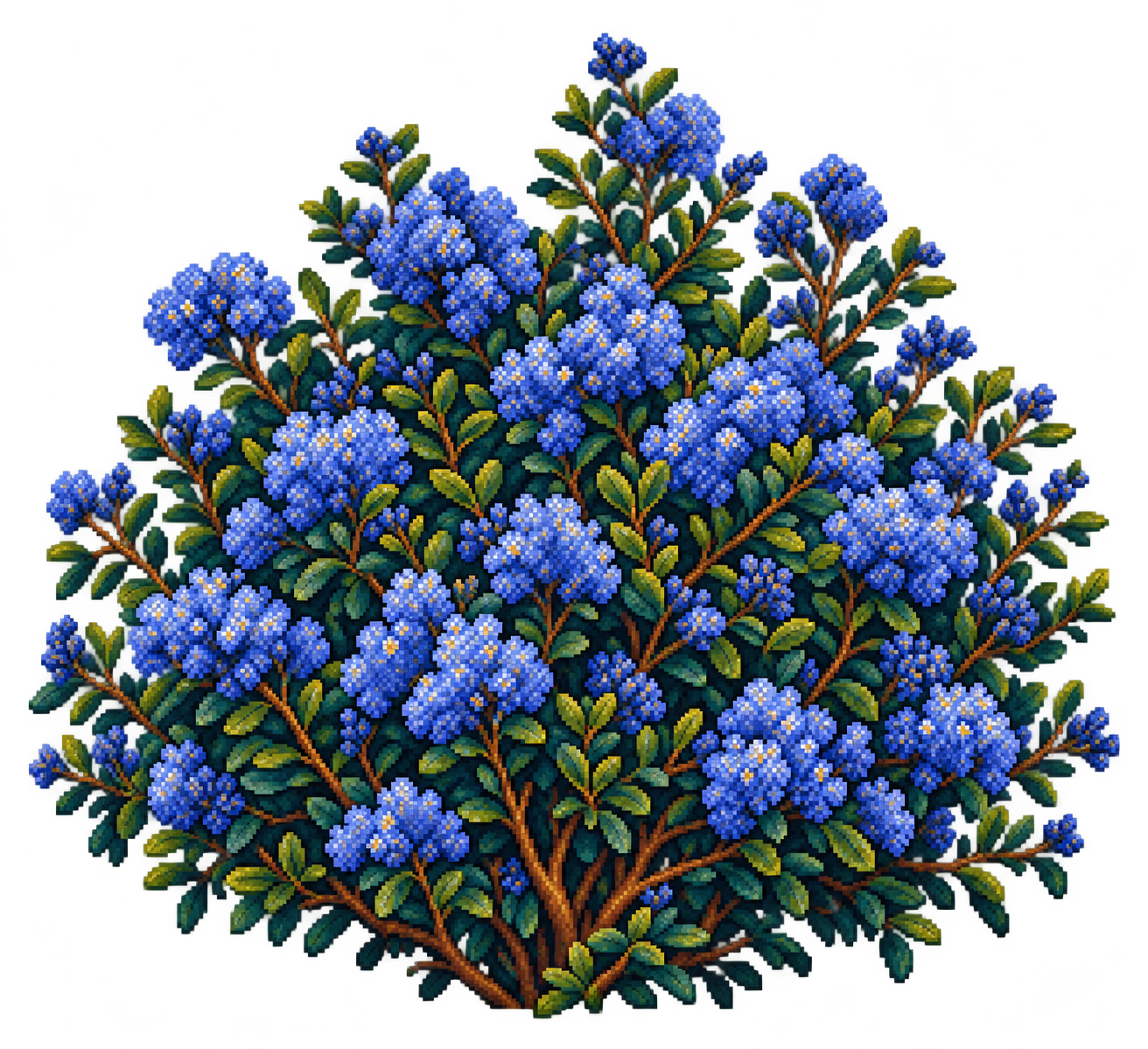 California lilac / ceanothus