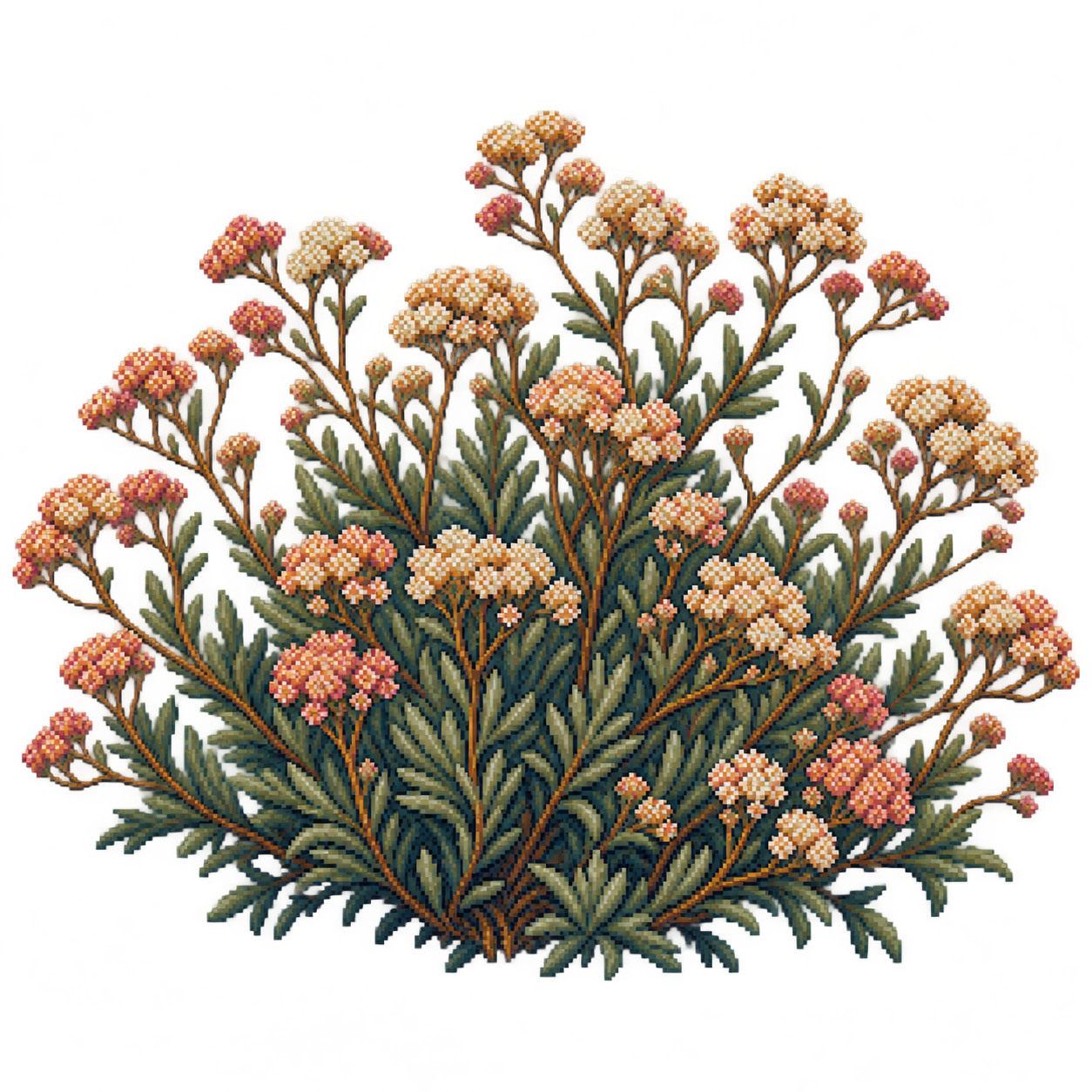 California buckwheat