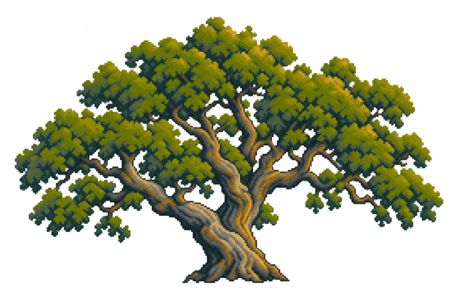 Coast live oak
